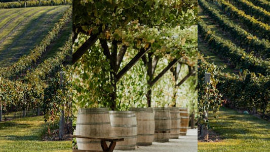 kinross-winery
