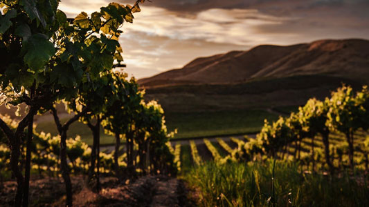 kinross-winery