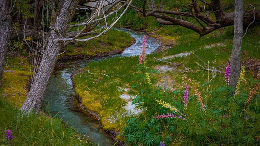 queenstown-gardens