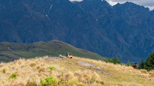 queenstown-hill-time-walk-in-may