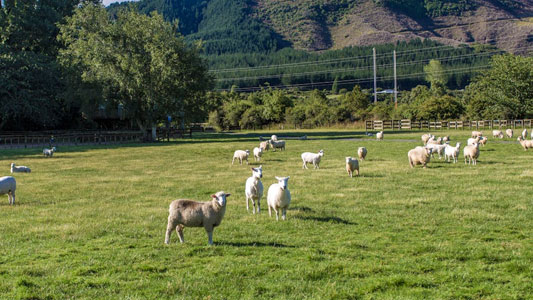 glenorchy-alpine-experiences