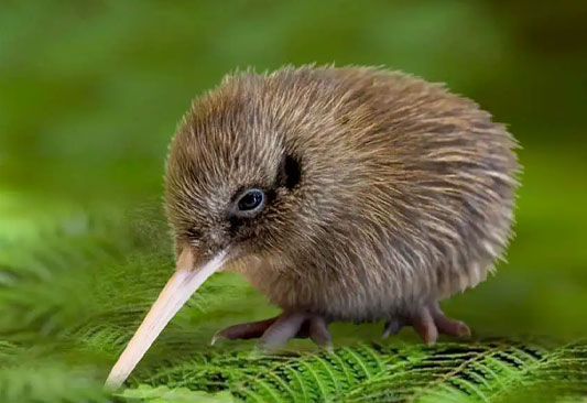 west-coast-wildlife-centre-general-admission-tour